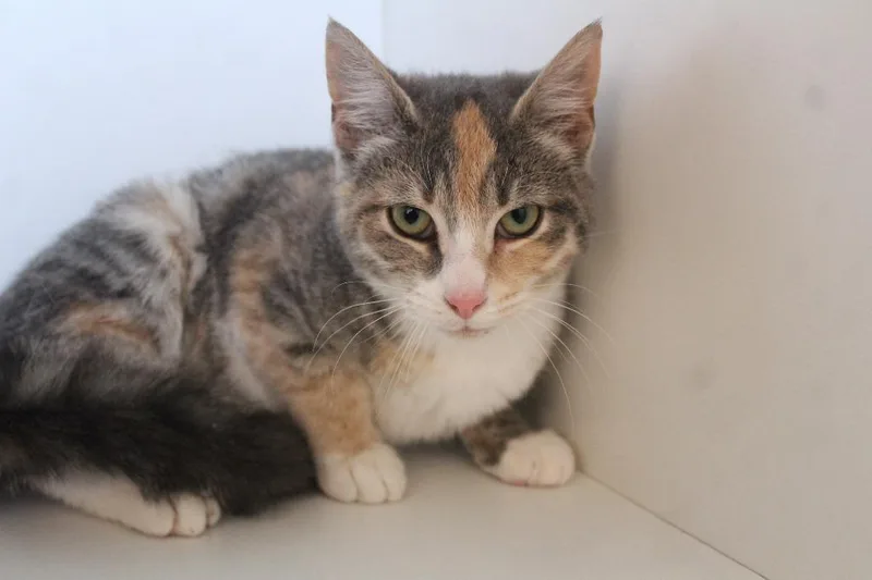 Rosy Maple Moth thumbnail 3