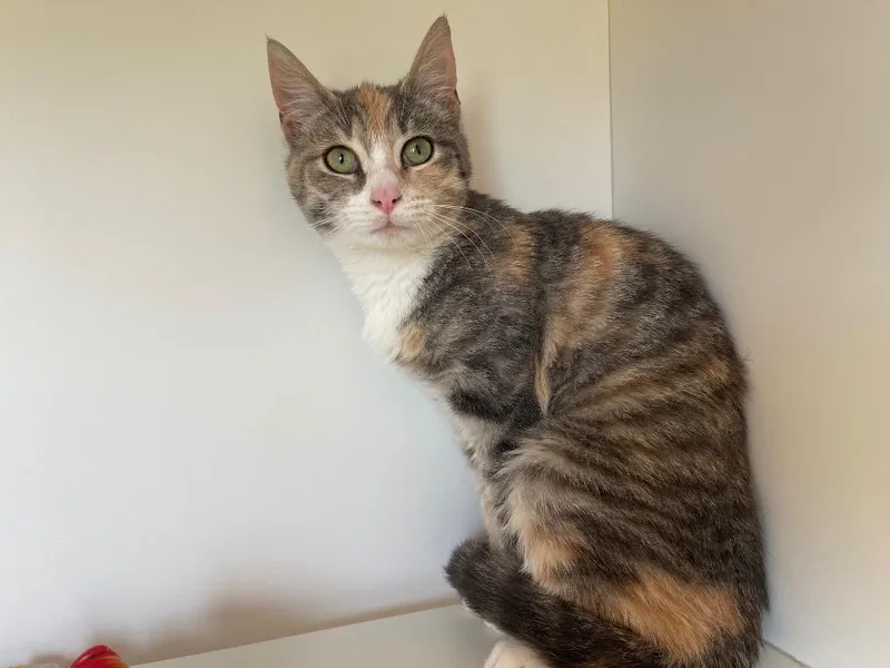 Rosy Maple Moth thumbnail 4