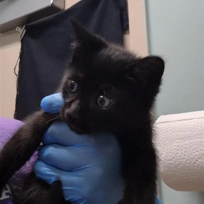 A baby small-sized male Black Domestic Short Hair cat named Fanta for adoption in Tacoma, WA