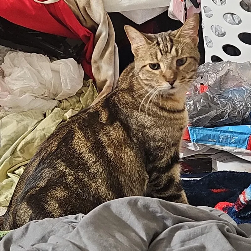 An adult large-sized male Domestic Short Hair cat named Loki for adoption in Bristol, IN