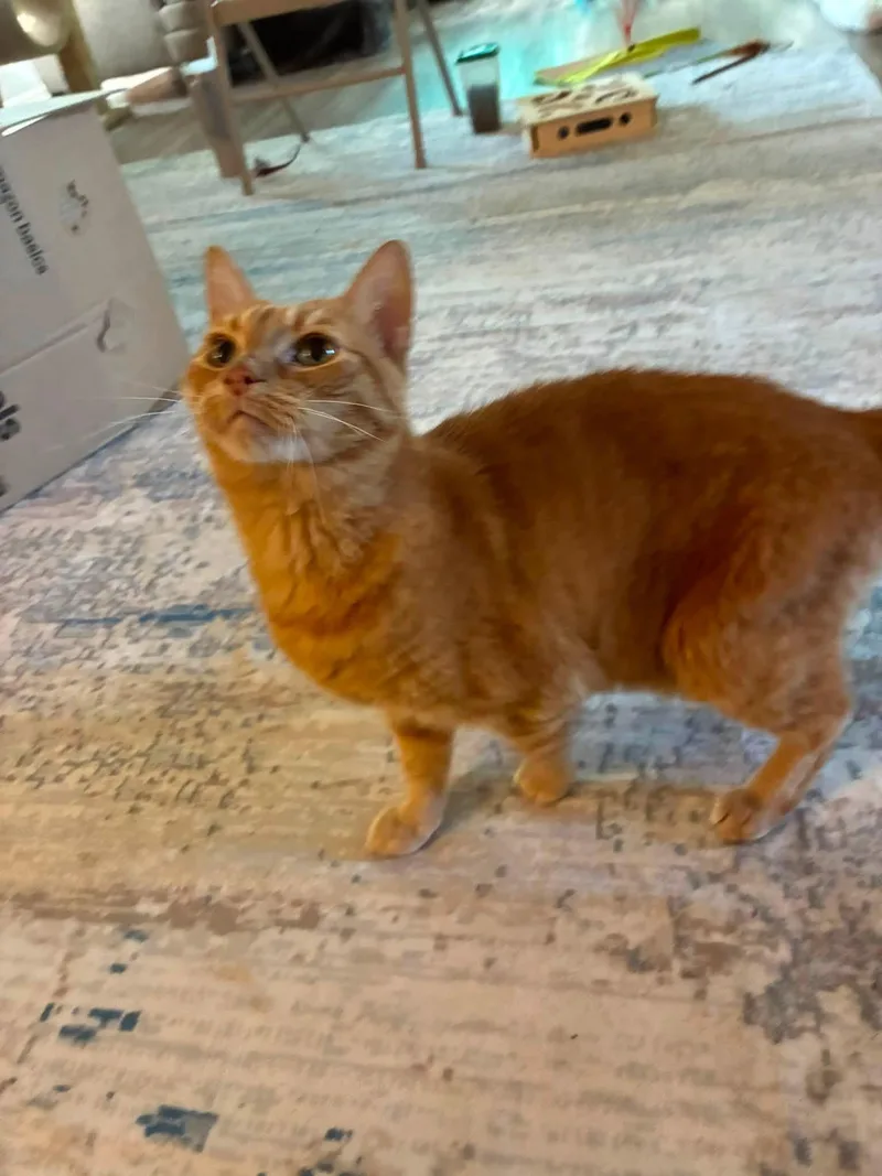 A senior medium-sized female Orange / Red Domestic Short Hair cat named Angel for adoption in Manhattan, KS