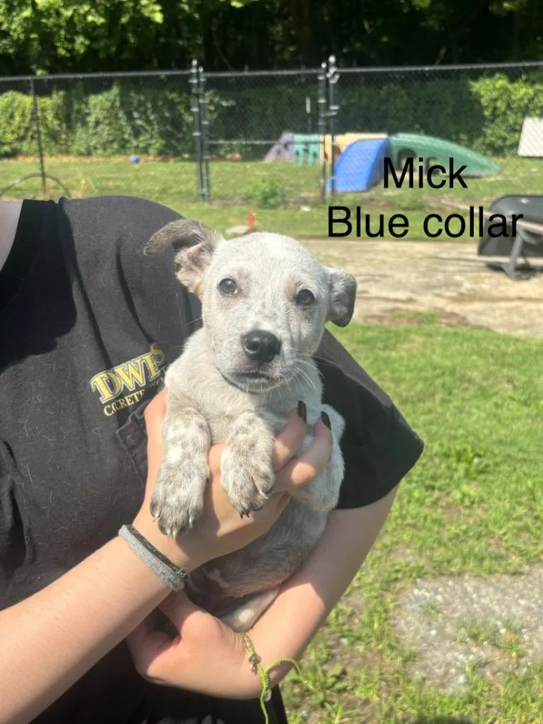 A baby medium-sized male Australian Cattle Dog / Blue Heeler dog named Mick for adoption in Cambridge, MD