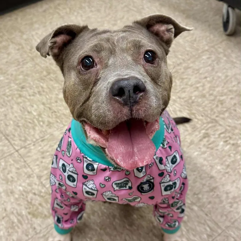 A senior large-sized female American Staffordshire Terrier dog named Drina for adoption in Wheaton, IL