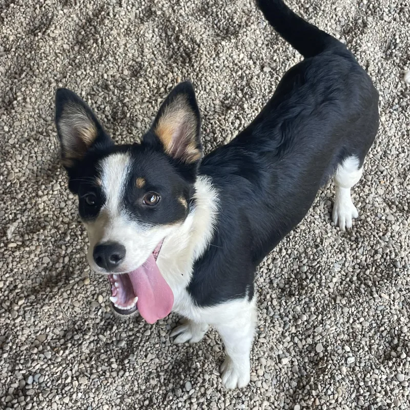 A baby medium-sized female Tricolor (Brown, Black, & White) Australian Shepherd dog named Donut for adoption in Lacon, IL