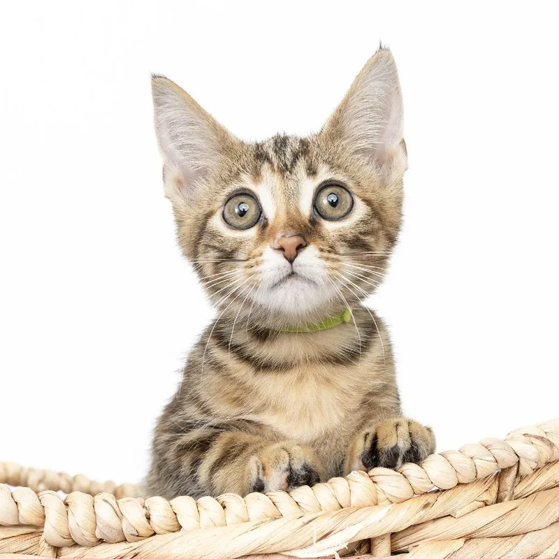 A baby small-sized female Brown / Chocolate Domestic Short Hair cat named Partly Cloudy for adoption in Franklin, TN