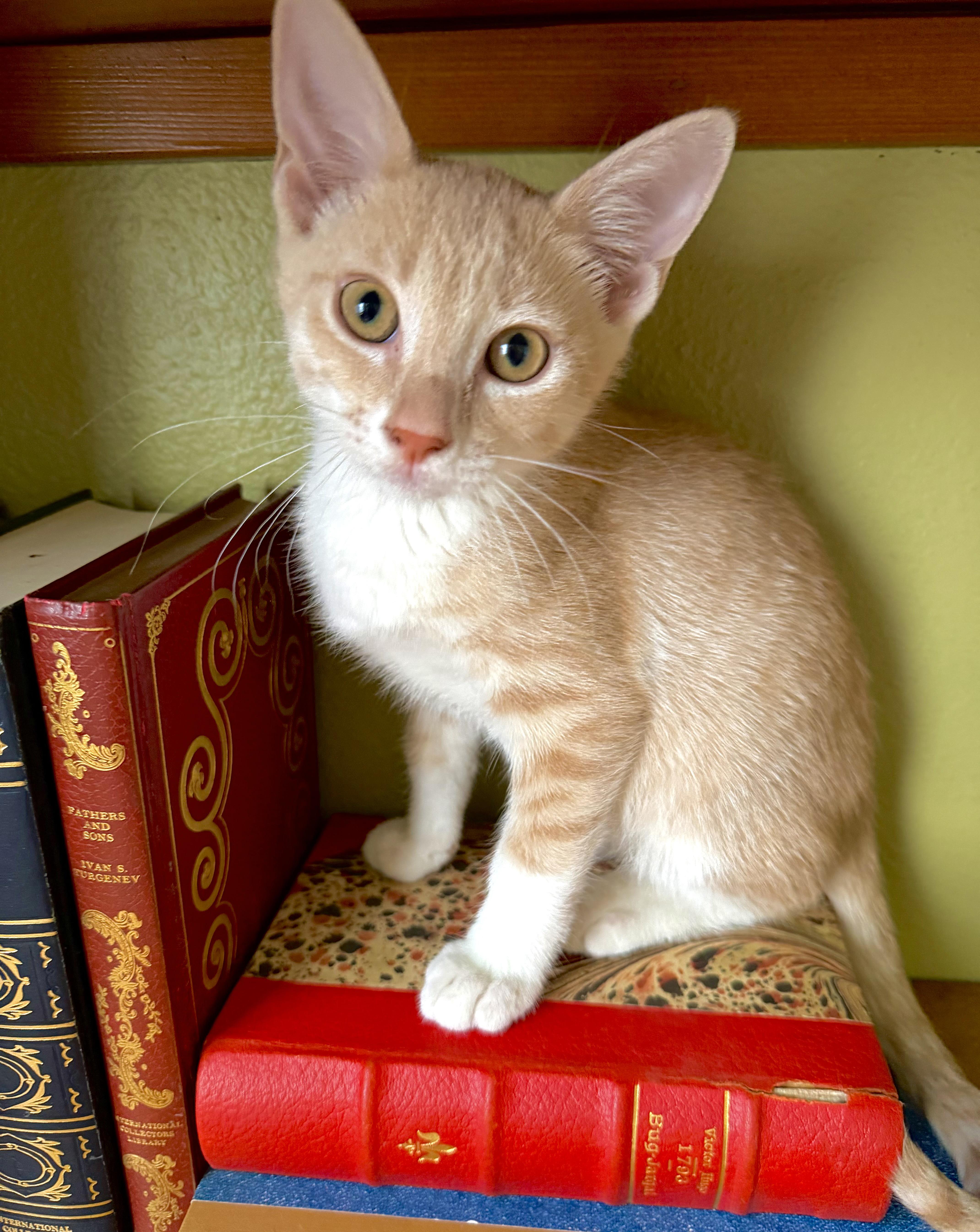 A baby medium-sized male Orange & White Domestic Short Hair cat named Marlo for adoption in Lake Monroe, FL