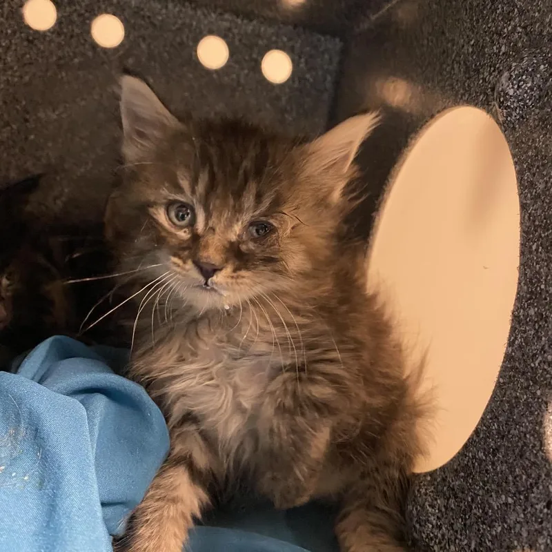 A baby small-sized male Black Domestic Short Hair cat named Cosmo for adoption in Reno, NV