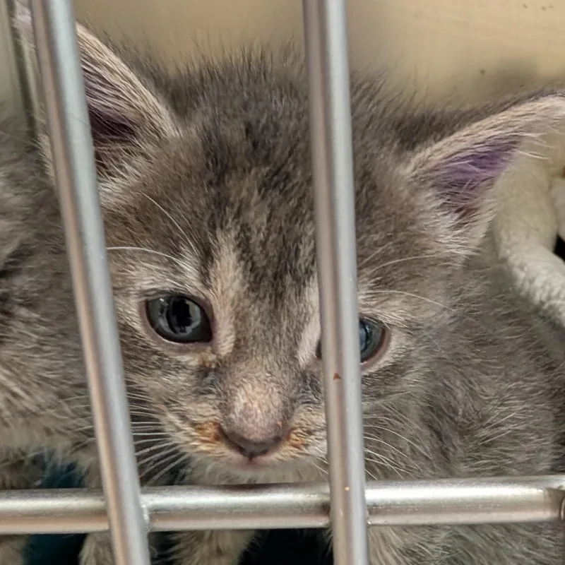 A baby small-sized female Gray / Blue / Silver Domestic Short Hair cat named Tornado Siren for adoption in Toledo, OH