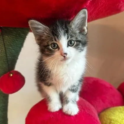 A baby small-sized female Domestic Short Hair cat named Maggie for adoption in Wheaton, IL