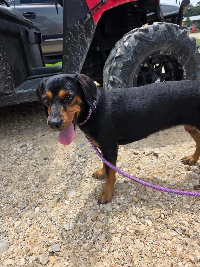 A young medium-sized female Hound dog named Grasshopper for adoption in Rockport, TX