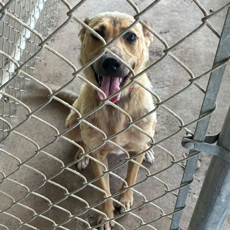 A young medium-sized female Brown / Chocolate Mixed Breed dog named Zooey for adoption in Gadsden, AL