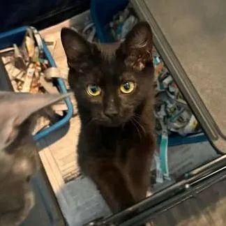 A baby small-sized female Black Domestic Short Hair cat named Octavia for adoption in Washington, DC