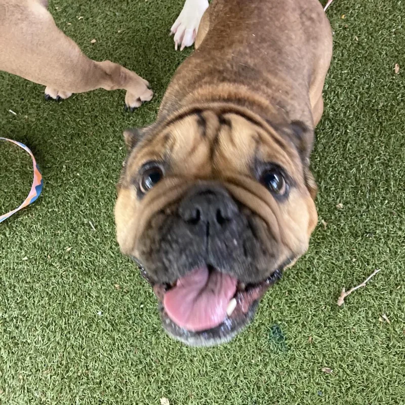 An adult medium-sized female Red / Chestnut / Orange French Bulldog dog named Cookie for adoption in Providence, RI