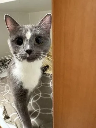 An adult medium-sized female Domestic Short Hair cat named Furrginia for adoption in Fairfax, VA