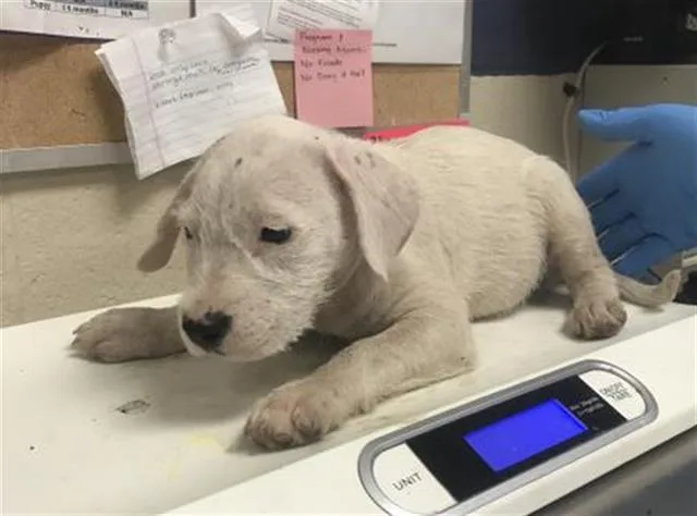 A baby small-sized female Pit Bull Terrier dog named Rizzo for adoption in Conroe, TX