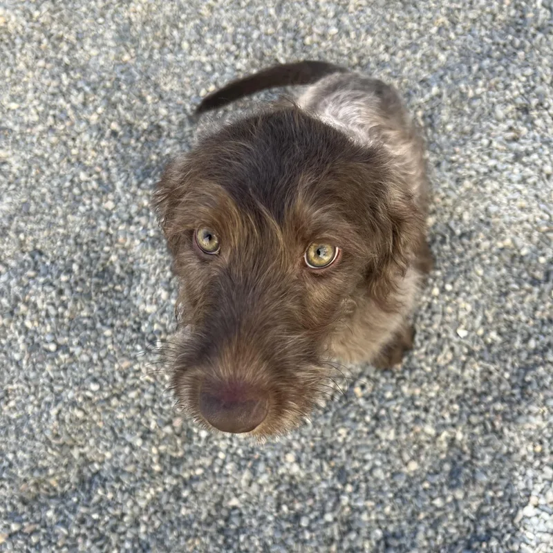 A baby medium-sized female Brown / Chocolate Chocolate Labrador Retriever dog named Vallie for adoption in Spokane, WA