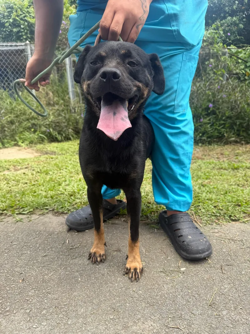An adult medium-sized male Black Rottweiler dog named Samson for adoption in Bayamon, PR