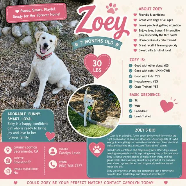 A baby medium-sized female Yellow / Tan / Blond / Fawn Labrador Retriever dog named Zoey for adoption in Concord, CA