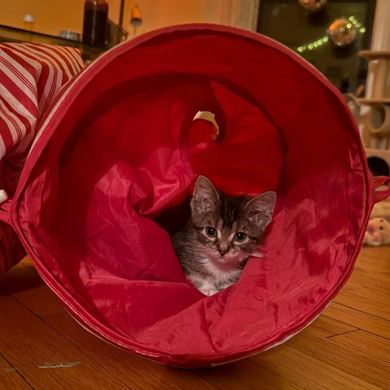 A baby small-sized female Brown / Chocolate Domestic Short Hair cat named Gummy Bear for adoption in Evanston, IL