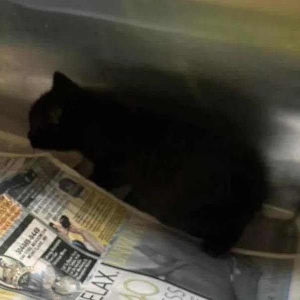 A baby small-sized male Domestic Short Hair cat named Arnold for adoption in Shinnston, WV