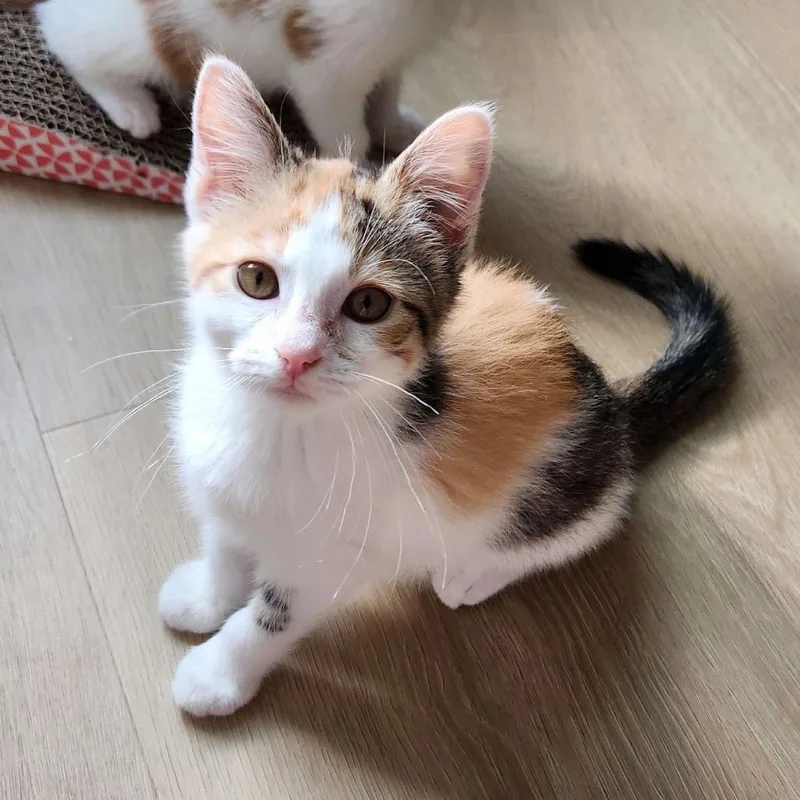 A baby small-sized female Calico Domestic Short Hair cat named Queen Eyelizabeth for adoption in Cleveland Heights, OH