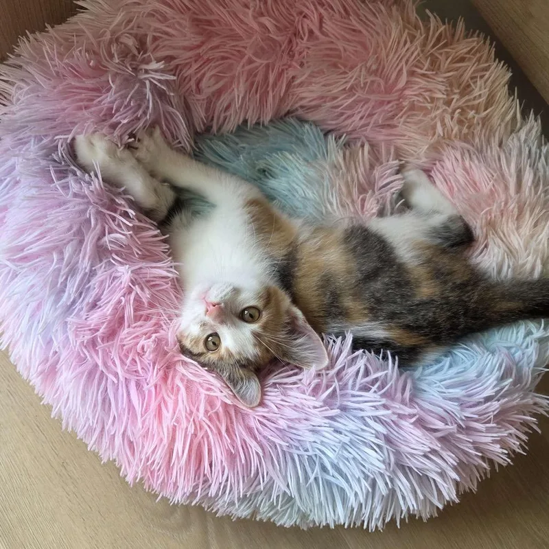 Queen Eyelizabeth thumbnail 2