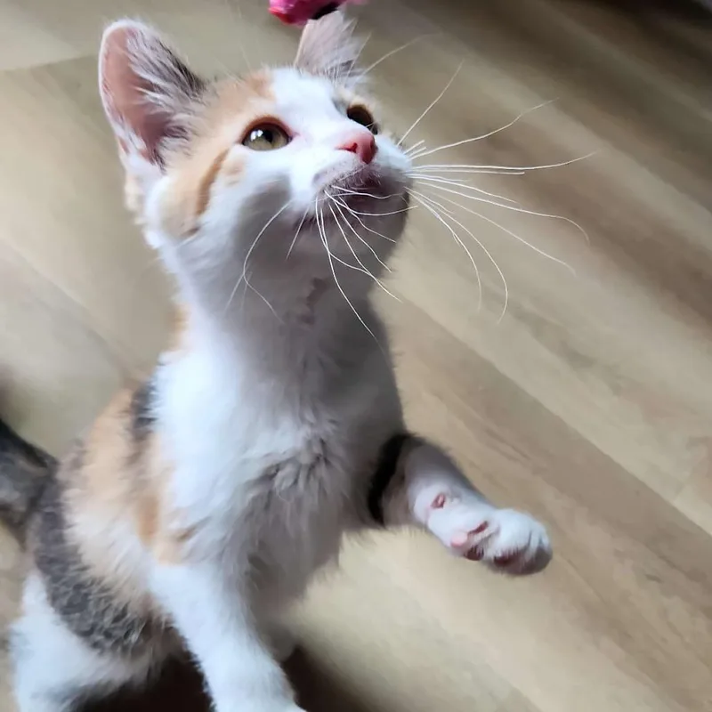 Queen Eyelizabeth thumbnail 3