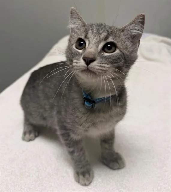A baby small-sized male Domestic Short Hair cat named Mountain Dew for adoption in Leesburg, VA