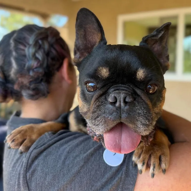 A senior small-sized male Black French Bulldog dog named Remo for adoption in Ramona, CA