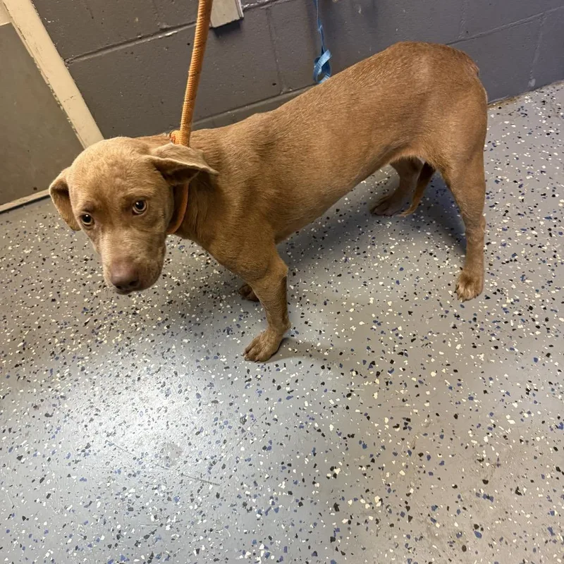 A young medium-sized female Brown / Chocolate Hound dog named TUSCStray for adoption in Tuscaloosa, AL