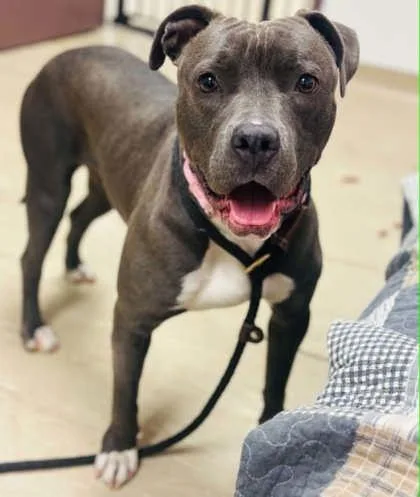 An adult large-sized female Mixed Breed dog named Hera for adoption in West Chester, PA