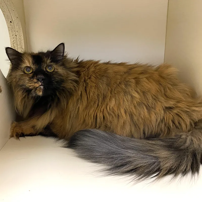 A senior large-sized female Tortoiseshell Domestic Long Hair cat named Boozer for adoption in Elyria, OH