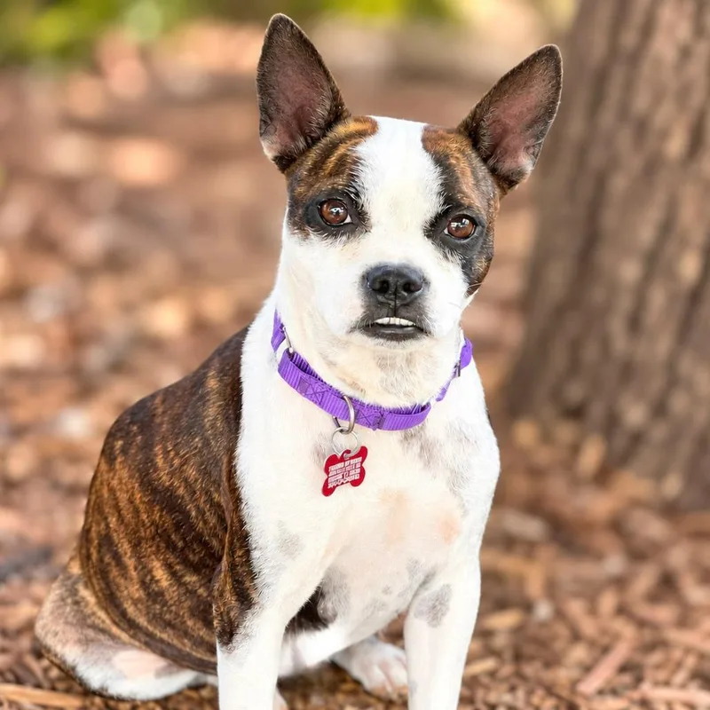 An adult small-sized female Brindle Boston Terrier dog named Gidget for adoption in Boerne, TX