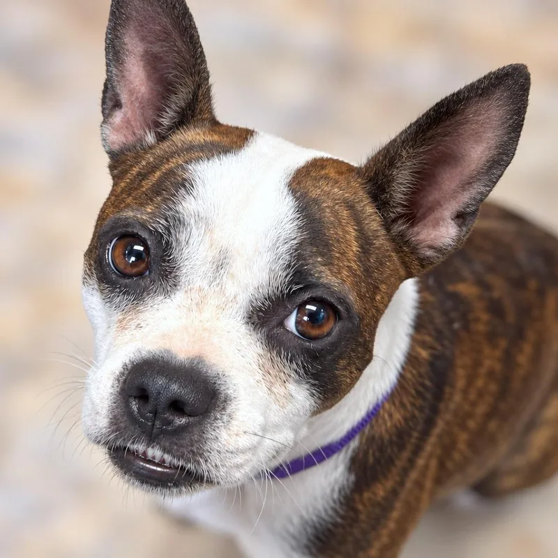 Gidget thumbnail 2