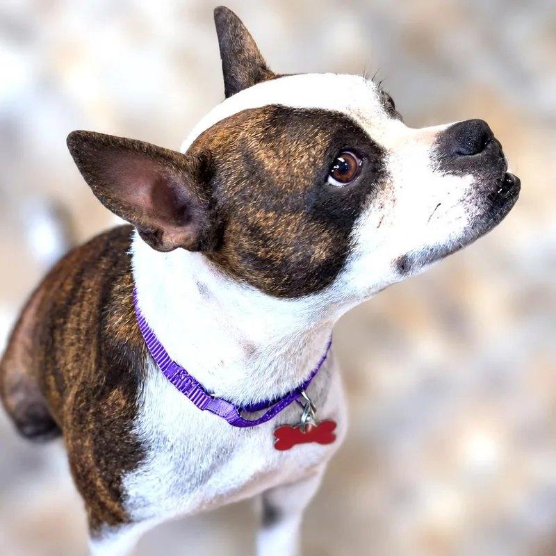 Gidget thumbnail 3