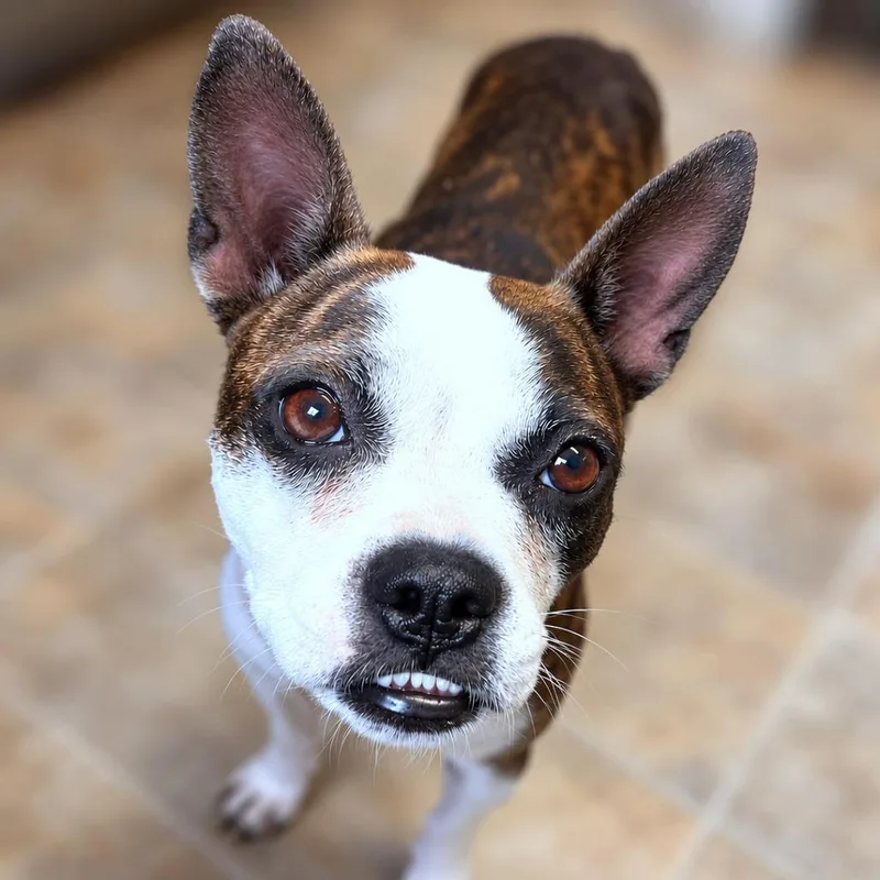 Gidget thumbnail 4