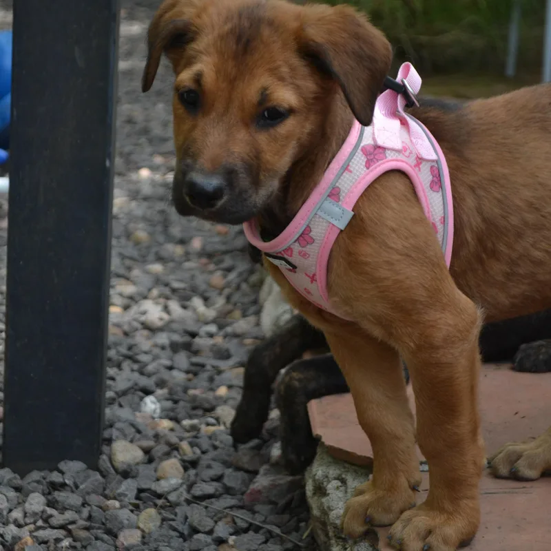 A baby medium-sized female Golden Labrador Retriever dog named Aria for adoption in Austin, TX