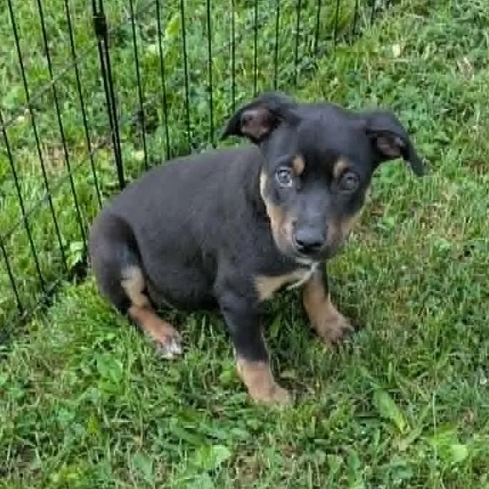 A baby medium-sized female Black Black and Tan Coonhound dog named Cloe for adoption in Watertown, CT