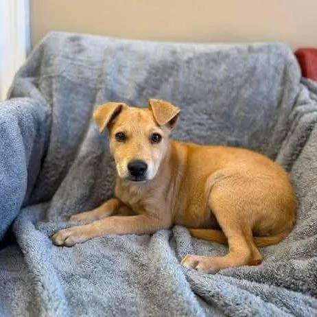 A baby medium-sized male Brown / Chocolate Mixed Breed dog named Buster for adoption in Alexandria, VA