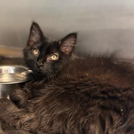 A baby small-sized male Black Domestic Short Hair cat named Commander Whiskers for adoption in Davenport, IA