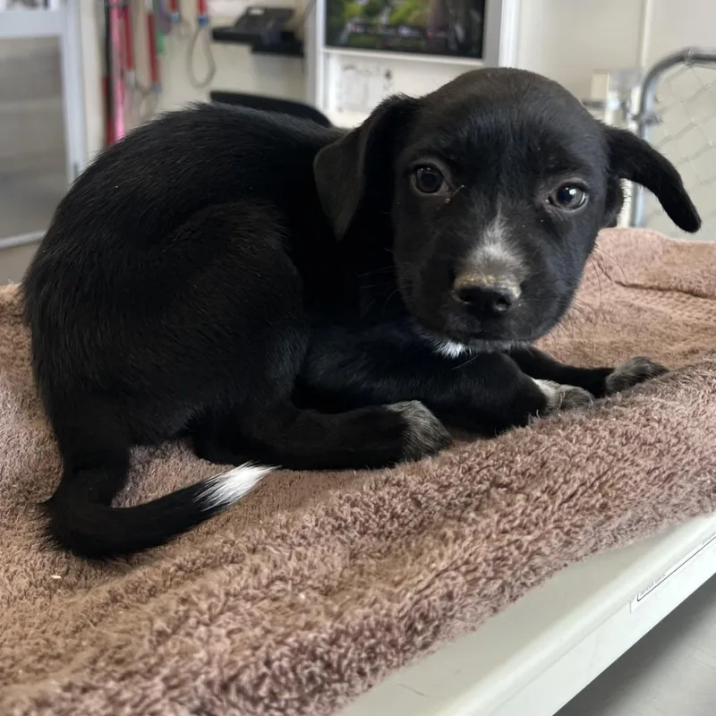 A baby small-sized female Black Mixed Breed dog named 106696 for adoption in Las Cruces, NM