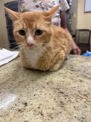 A baby small-sized female Domestic Short Hair cat named Alice for adoption in Independence, MO