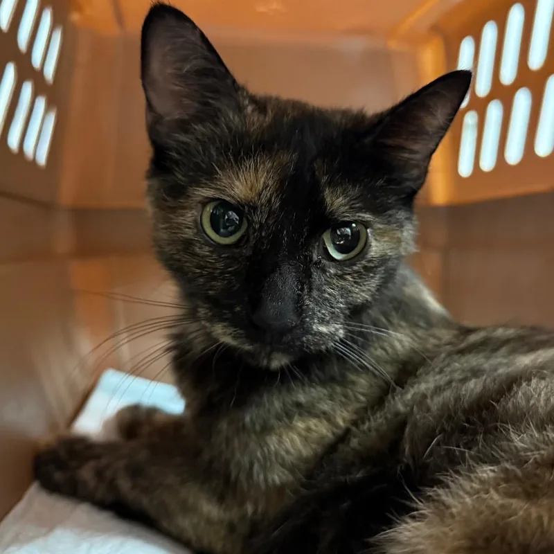A young medium-sized female Domestic Short Hair cat named Callista for adoption in Ewing, NJ