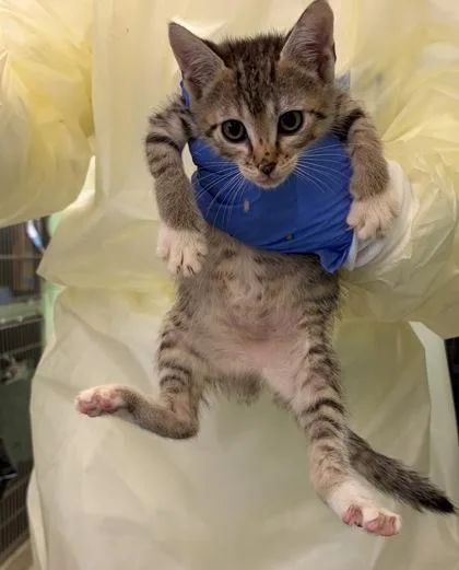 A baby small-sized female Domestic Short Hair cat named Penne for adoption in Washington, DC