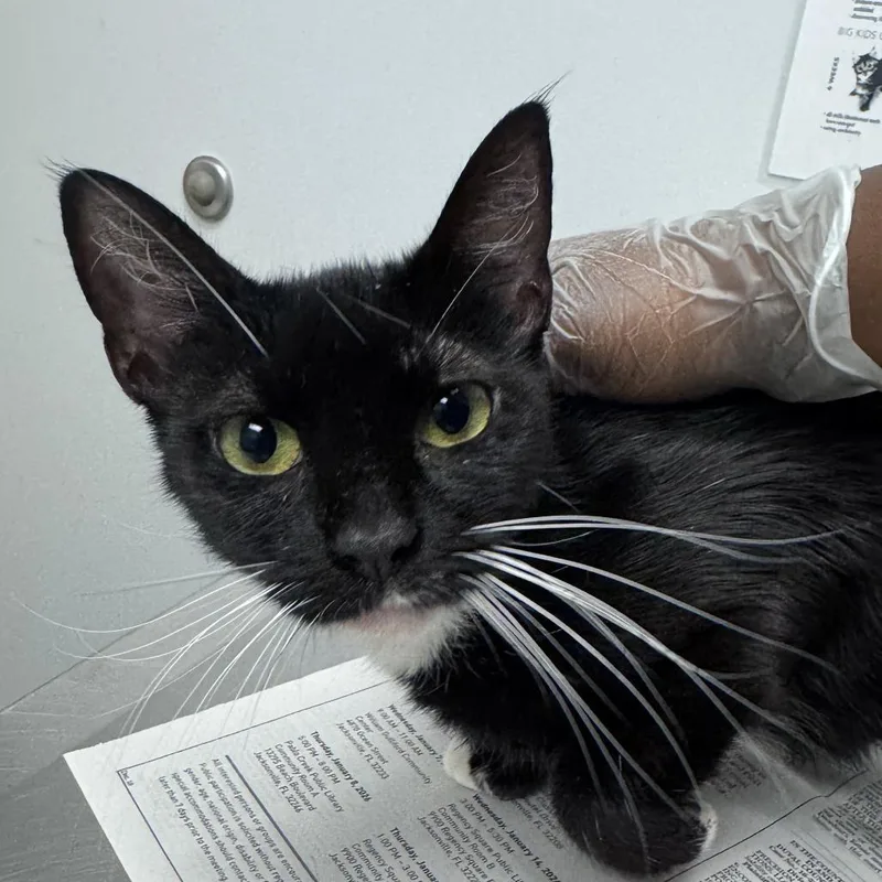 An adult medium-sized female Black Domestic Short Hair cat named Estella for adoption in Jacksonville, FL