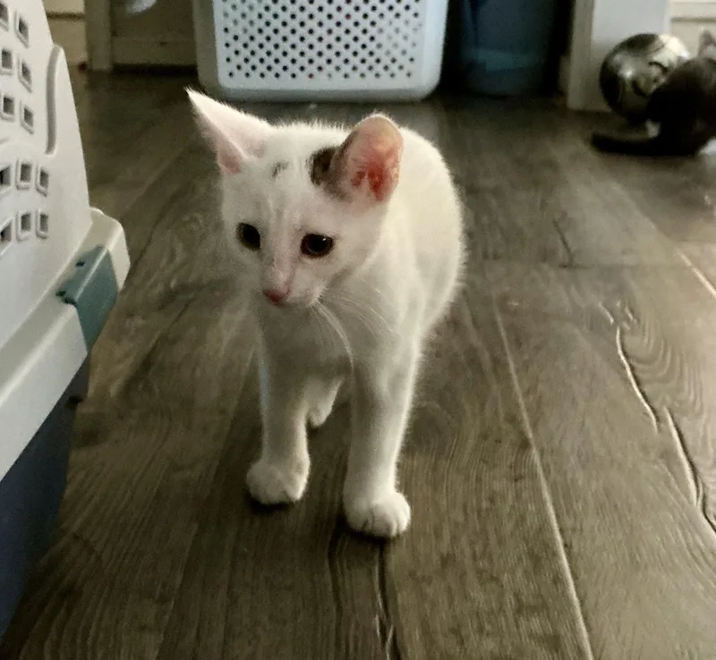 A baby medium-sized male White Domestic Short Hair cat named Mickey for adoption in Richmond, VA