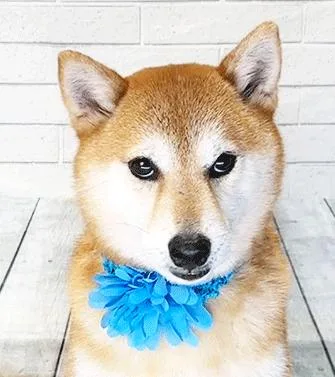 An adult medium-sized female Brown / Chocolate Shiba Inu dog named Inla for adoption in Castro Valley, CA