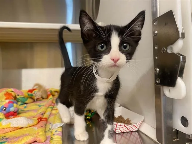 A baby small-sized male Domestic Short Hair cat named Little Man Tate for adoption in Tustin, CA