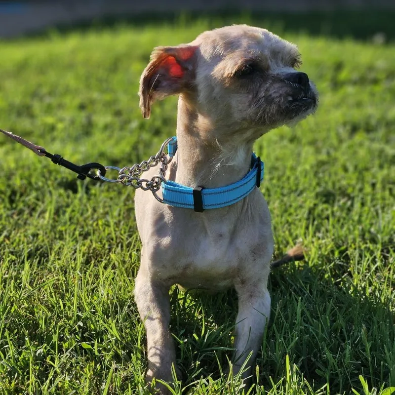 An adult small-sized male Red / Chestnut / Orange Miniature Poodle dog named Knuckles for adoption in East Saint Louis, IL