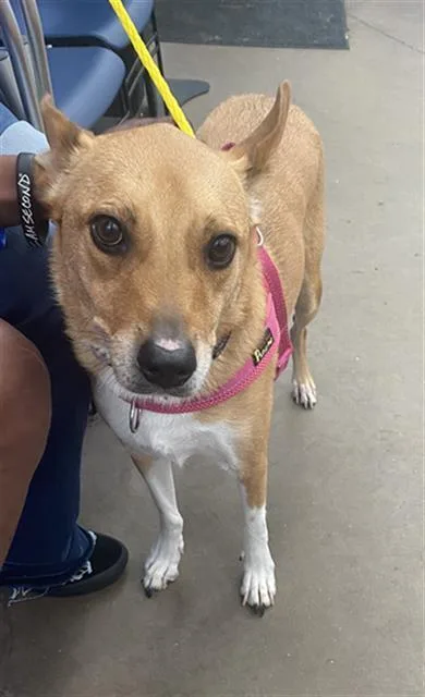 An adult large-sized female Mixed Breed dog named Waffle for adoption in Dallas, TX